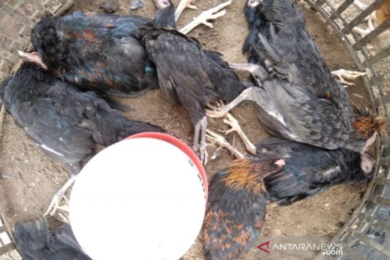 Flu Burung: Ancaman yang Terus Berevolusi dan Upaya Pencegahannya