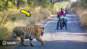 Serangan Hewan Buas: Realitas yang Mengintai dan Upaya Mitigasinya