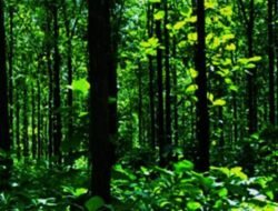 Tersesat di Rimba: Mengungkap Fakta, Risiko, dan Strategi Bertahan Hidup