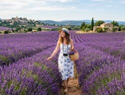 Cara Menikmati Keindahan Bunga Lavender Yang Sedang Bermekaran Di Wilayah Provence